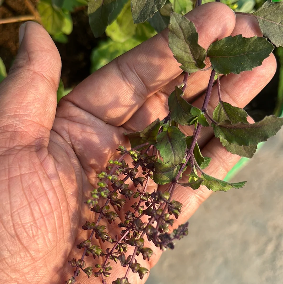 Tulsi Seeds